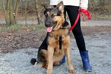 Młodziutka JAMI w typie ON szuka domu!,  dolnośląs