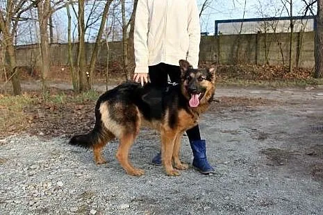 Młodziutka JAMI w typie ON szuka domu!,  dolnośląs