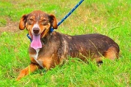 CZAKO - piękny, 2,5 roczny psiak szuka pilnie domu