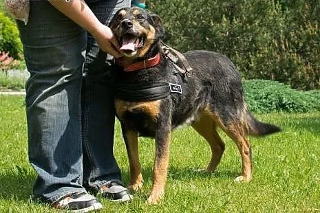 Rex - cudowny, nieco bojaźliwy psiak szuka odpowie