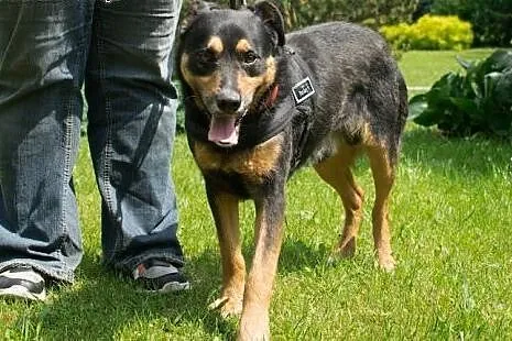 Rex - cudowny, nieco bojaźliwy psiak szuka odpowie