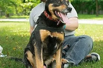 Rex - cudowny, nieco bojaźliwy psiak szuka odpowie