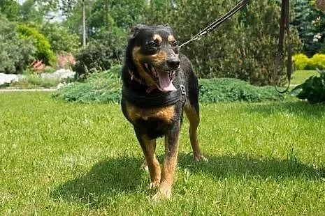 Rex - cudowny, nieco bojaźliwy psiak szuka odpowie