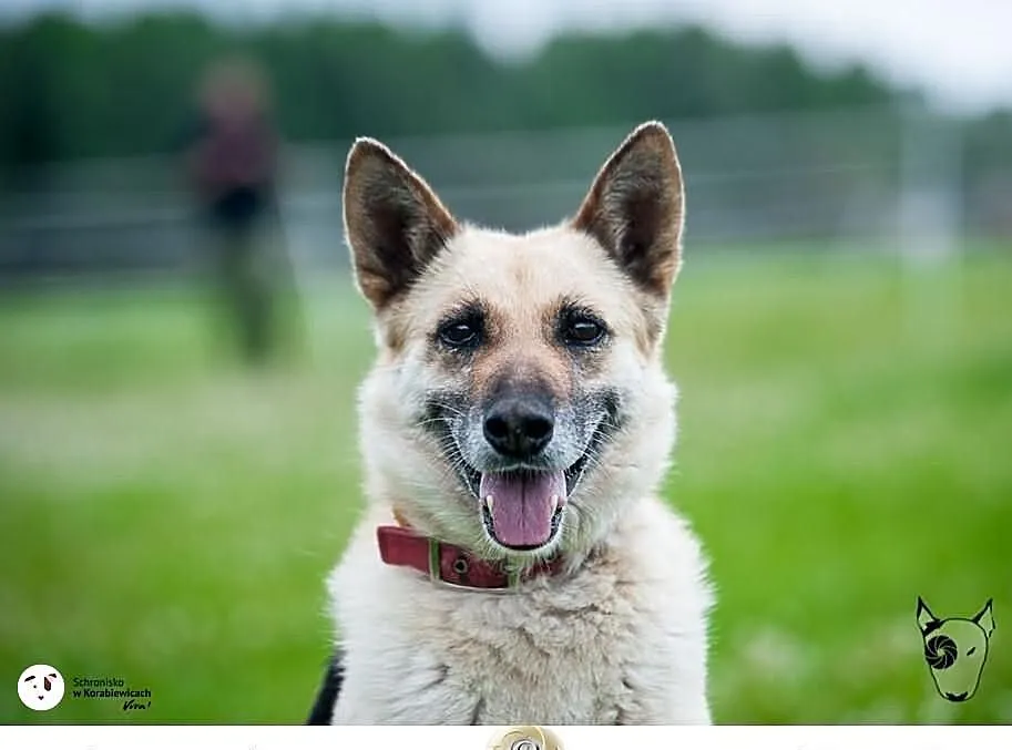 KORA psyjaciółka na lata! URATUJ! ADOPTUJ!