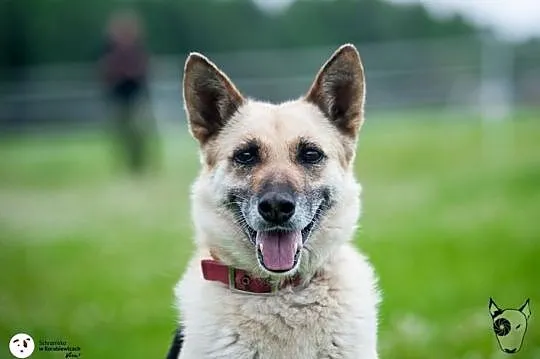 KORA psyjaciółka na lata! URATUJ! ADOPTUJ!