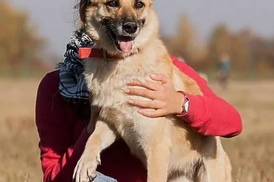KORA psyjaciółka na lata! URATUJ! ADOPTUJ!