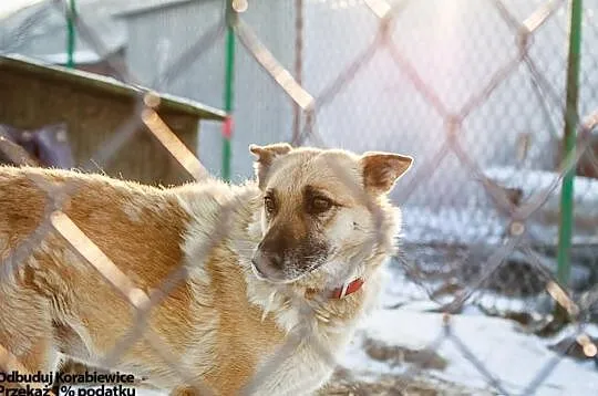 KORA psyjaciółka na lata! URATUJ! ADOPTUJ!