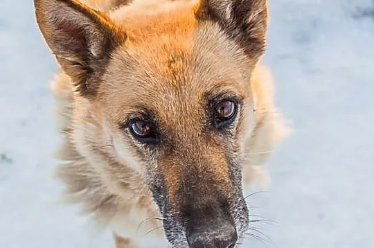 KORA psyjaciółka na lata! URATUJ! ADOPTUJ!