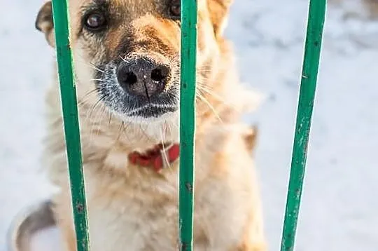 KORA psyjaciółka na lata! URATUJ! ADOPTUJ!