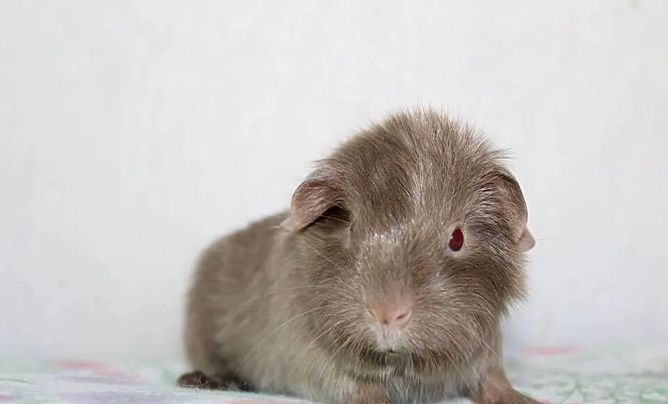 Lilac Self świnka morska ,cavia domowa, Wielkopolskie, Puszczykowo