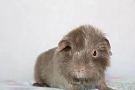 Lilac Self świnka morska ,cavia domowa