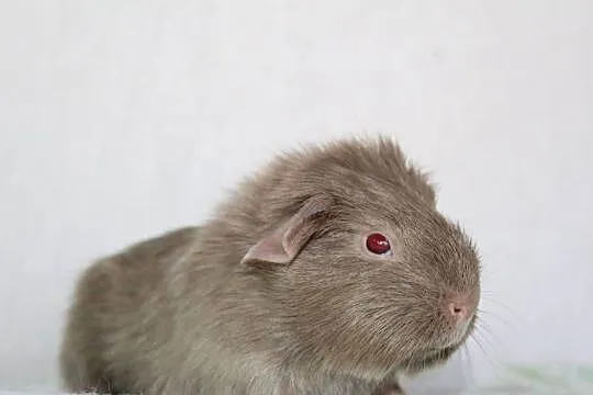 Lilac Self świnka morska ,cavia domowa, Wielkopolskie, Puszczykowo