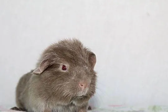 Lilac Self świnka morska ,cavia domowa, Wielkopolskie, Puszczykowo