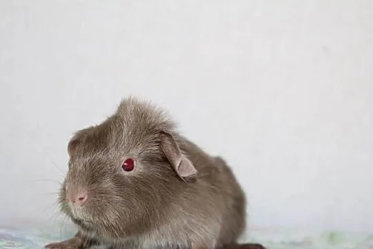 Lilac Self świnka morska ,cavia domowa, Wielkopolskie, Puszczykowo
