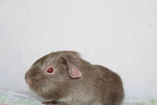 Lilac Self świnka morska ,cavia domowa, Wielkopolskie, Puszczykowo