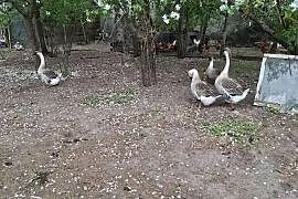 Sprzedam gesi i kaczki