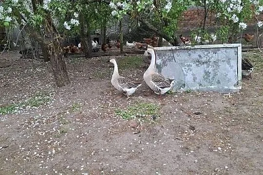 Sprzedam gesi i kaczki, Pomorskie, Skarszewy