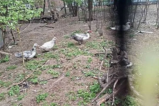 Sprzedam gesi i kaczki, Pomorskie, Skarszewy