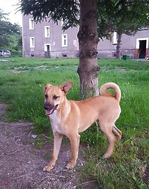 Rokuś szuka domu!, dolnośląskie Jelenia Góra