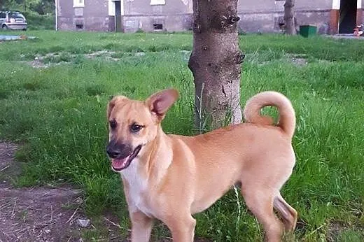 Rokuś szuka domu!,  dolnośląskie Jelenia Góra
