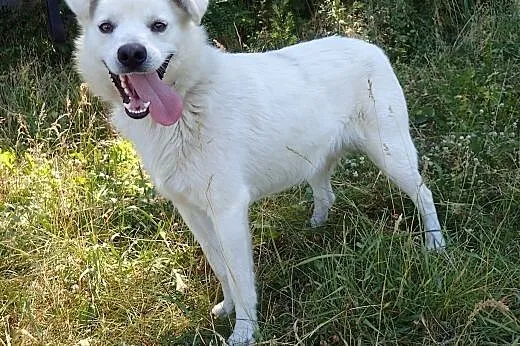 Andy, młodziutki kochaniutki psiak,  mazowieckie W