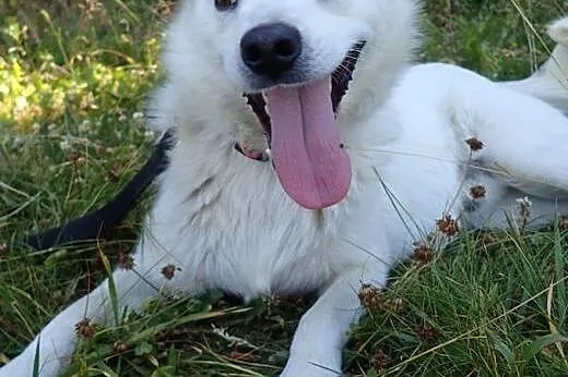Andy, młodziutki kochaniutki psiak,  mazowieckie W