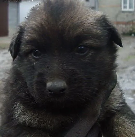 Trzy suczki mix owczarka niemieskiego,adopcja!!,