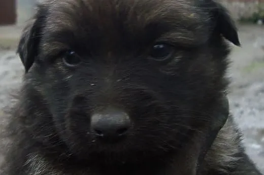 Trzy suczki mix owczarka niemieskiego,adopcja!!,  