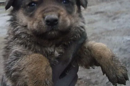 Trzy suczki mix owczarka niemieskiego,adopcja!!,  