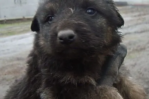 Trzy suczki mix owczarka niemieskiego,adopcja!!,  