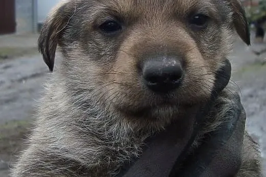Trzy suczki mix owczarka niemieskiego,adopcja!!,  
