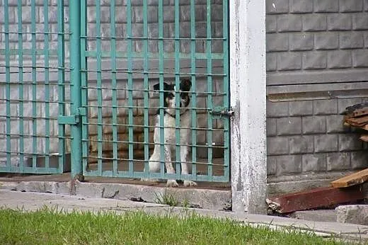 Kajtuś wspaniały psiak szuka kochającego domku na 