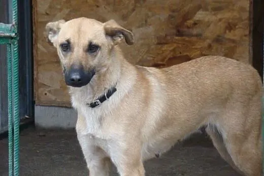 KURT-duży 18kg,biszkoptowy,roczny psiak,wesoły i zabawowy.Adopcja.,  małopolskie Kraków