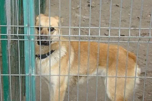 KURT-duży 18kg,biszkoptowy,roczny psiak,wesoły i z