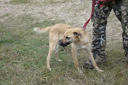 KURT-duży 18kg,biszkoptowy,roczny psiak,wesoły i z