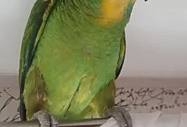 Papuga Amazonka,  śląskie Mysłowice, Mysłowice