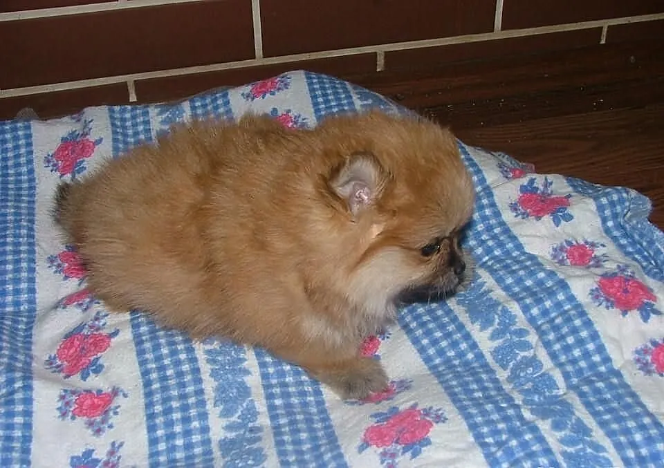 Pomeranian szczenieta