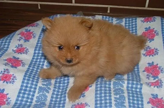 Pomeranian szczenieta