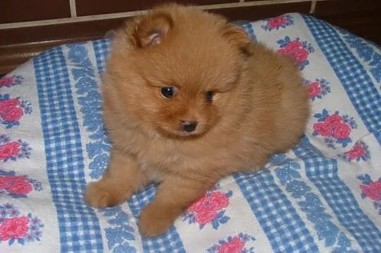 Pomeranian szczenieta