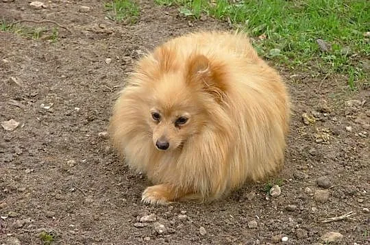 Pomeranian szczenieta