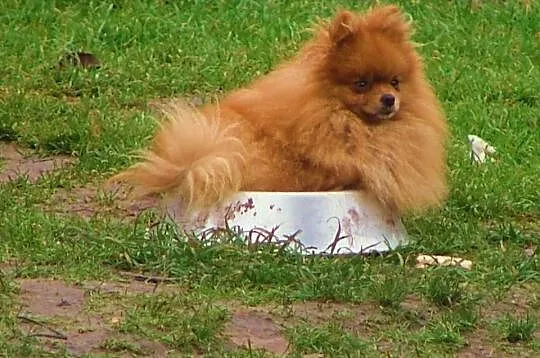 Pomeranian szczenieta