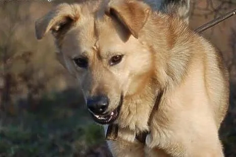 Piękny biszkoptowy Yogi, pozytywny, radosny pies do adopcji, Kundelki cała Polska