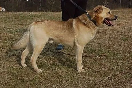 Piękny biszkoptowy Yogi, pozytywny, radosny pies d
