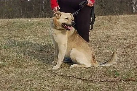 Piękny biszkoptowy Yogi, pozytywny, radosny pies d