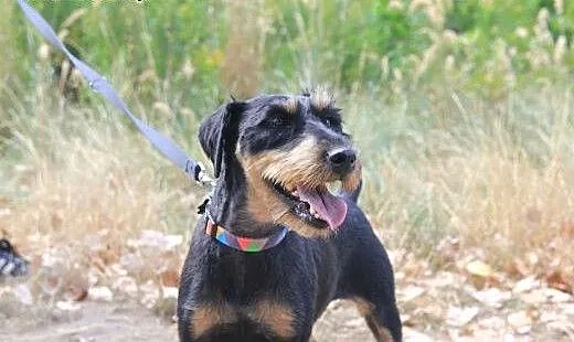 Ninja - niezwykła terrierka szuka kochającego domu