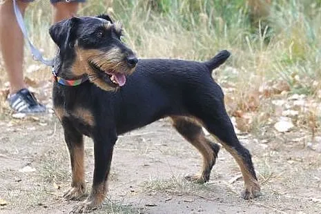 Ninja - niezwykła terrierka szuka kochającego domu