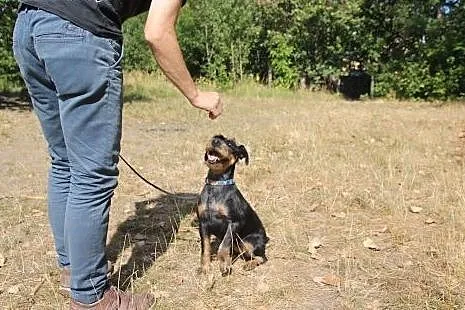 Ninja - niezwykła terrierka szuka kochającego domu