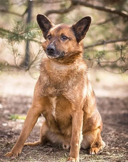 BUBU - piękny, wiecznie uśmiechnięty psiak szuka d