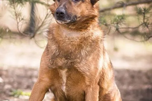 BUBU - piękny, wiecznie uśmiechnięty psiak szuka d