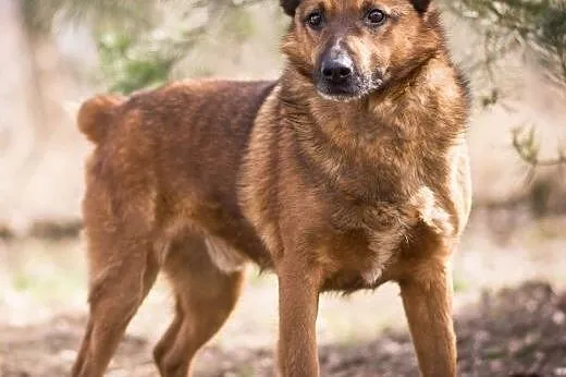 BUBU - piękny, wiecznie uśmiechnięty psiak szuka d
